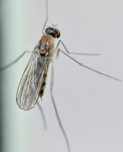 Réf. 358 506 : Neurigona quadrifasciata